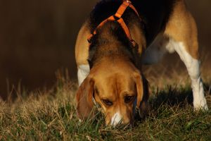 Beagles are scent hounds