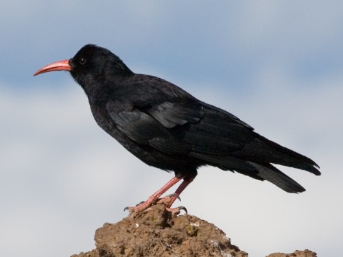 The nominate species of the Red-billed Chough