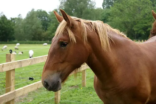 The Suffolk Punch horse is a breed from England
