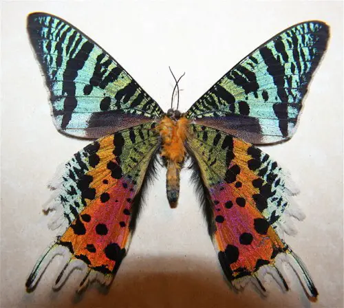 The underside of the Madagascan Sunset Moth