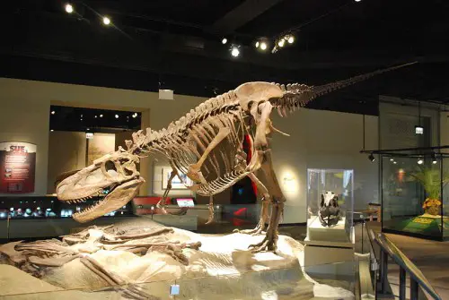 The skeleton of the Daspletosaurus at the Field Museum
