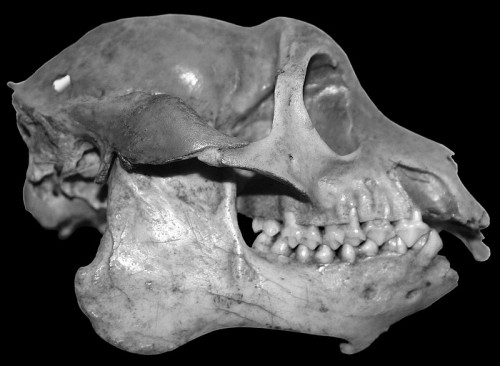 The skull of the Mesopropithecus globiceps