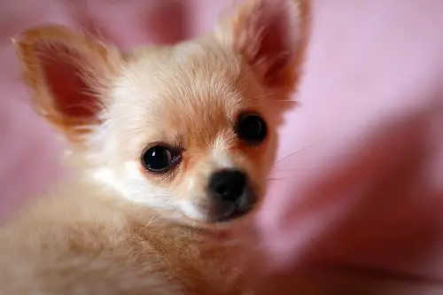This dog breed is named after the Mexican state of Chihuahua