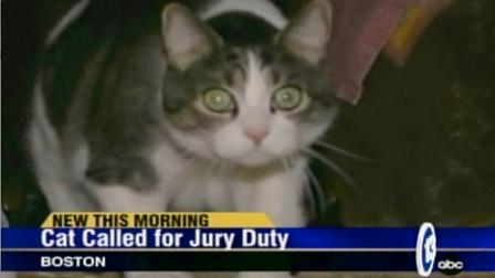 A cat has been called in for jury duty