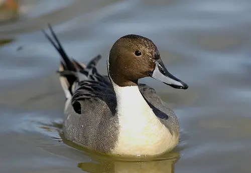 The Northern Pintail is a very common duck in the Northern Hemisphere