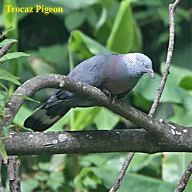A Trocaz Pigeon spotted in Madeira in 2008