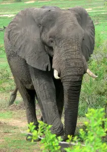 African Elephant Hunted