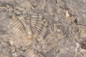A fossil (not the one mentioned in this article)