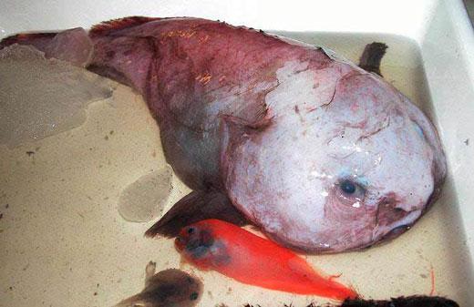 So, I had this for dinner  Blobfish, Fish, Blob fish in water