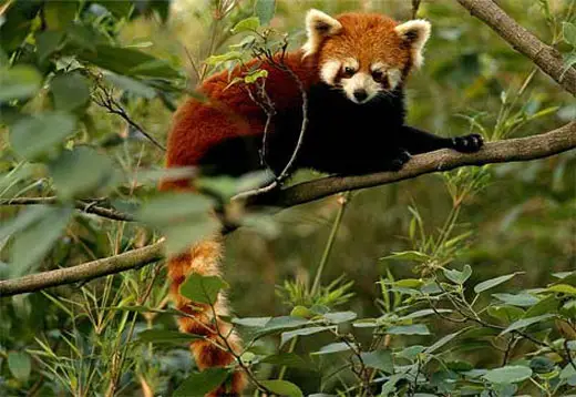 red panda in tree Red Panda