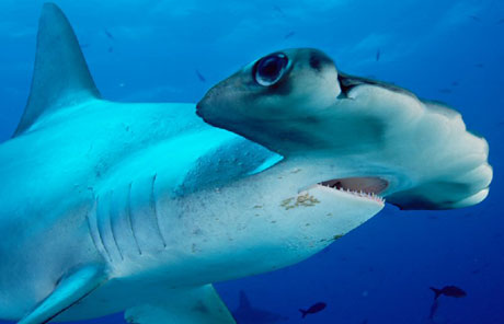 The shark's hammer-shaped head helps them with hunting