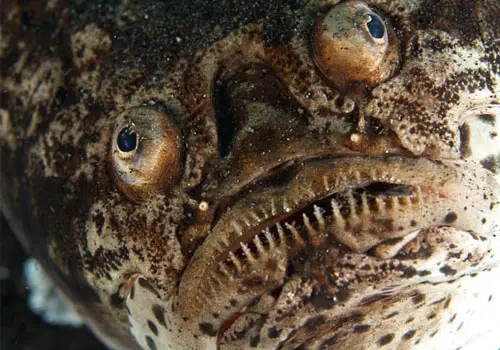 The stargazers are a family Uranoscopidae of perciform fish that have eyes on top of their heads (thus the name)