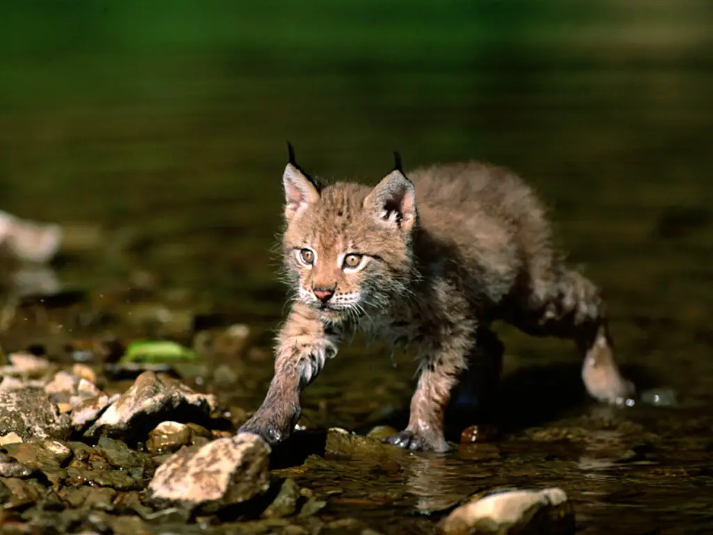 Eurasian Lynx kitten in shallow water