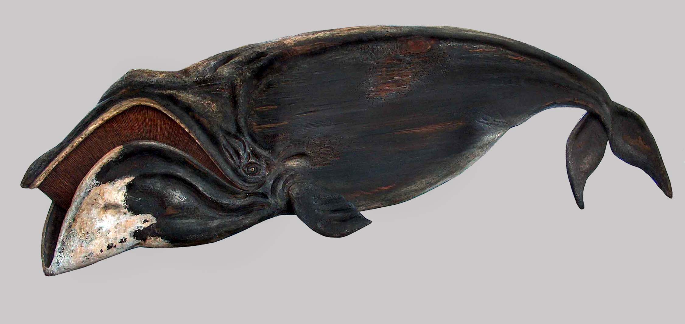 The mouth of the Bowhead Whale is shaped as an archer's bow