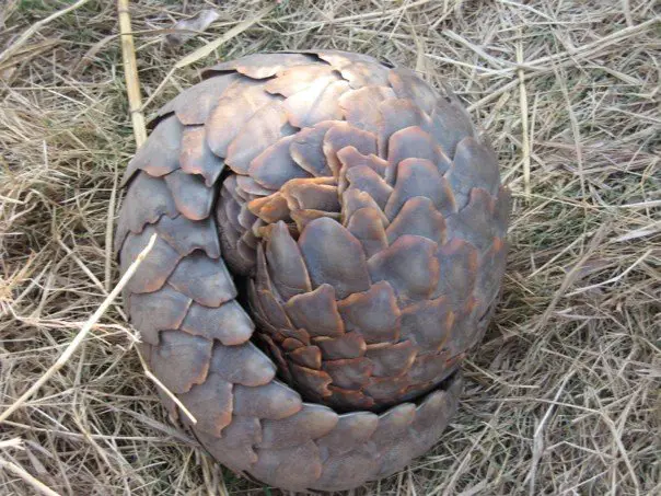 Pangolin rolled up, defending itself