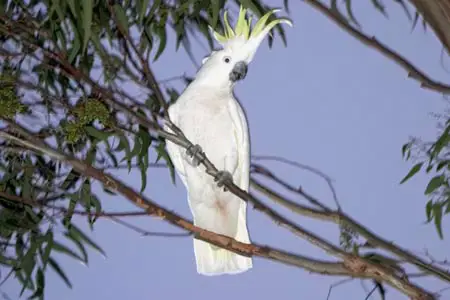 Sulfur-crested Cockatoo in a tree
