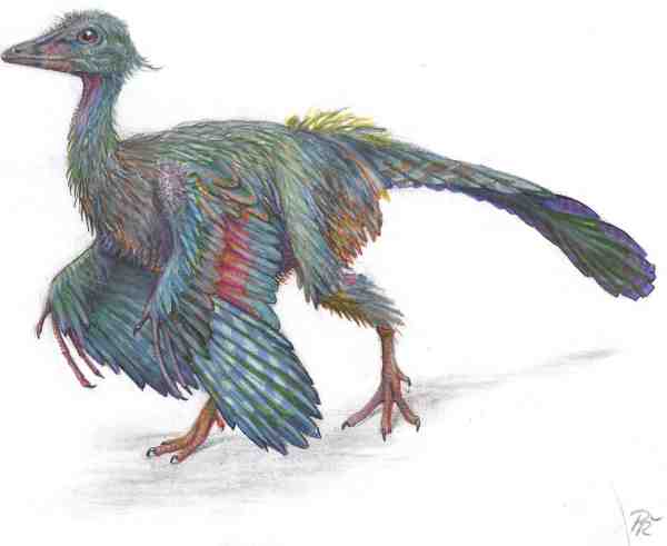The Archaeopteryx's wings weren't developed enough for constant flying
