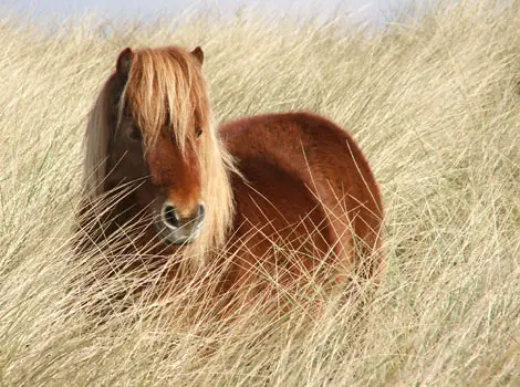 A Shetland Pony in long grass