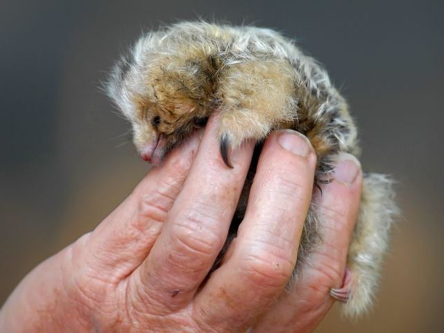 Young Pygmy Anteaters are very tiny, but they already have their claws
