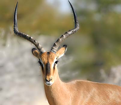 The impressive horns are used for fighting during the mating season