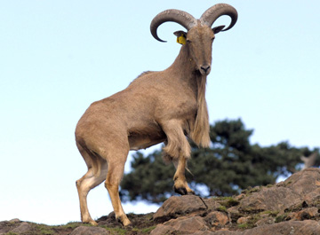 Like all mountain sheep, the Barbary sheep is an excellent climber