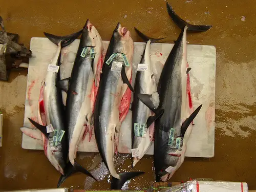 Tagged Shortfin Mako Sharks at the Fish Market