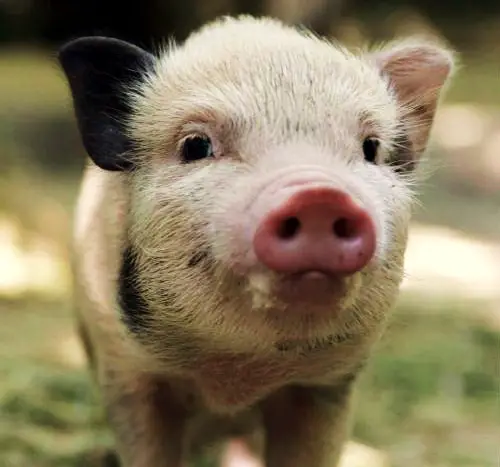 An innocent minature pig