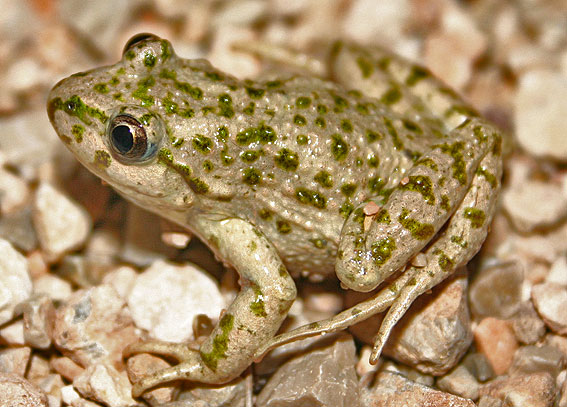 The toad's colouration provides with great camouflage in sandy areas