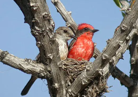 A pair of Vermilion Flycatchers in their nest
