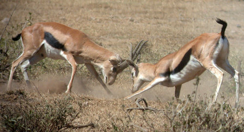 Althoug the Thompson's Gazelles look fragile, they are quite aggressive