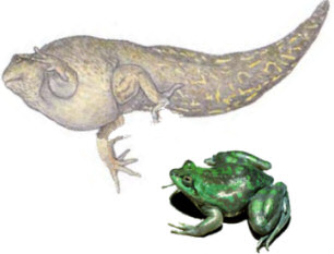 A drawing showing size ratio of a tadpole and a mature Paradoxal Frog