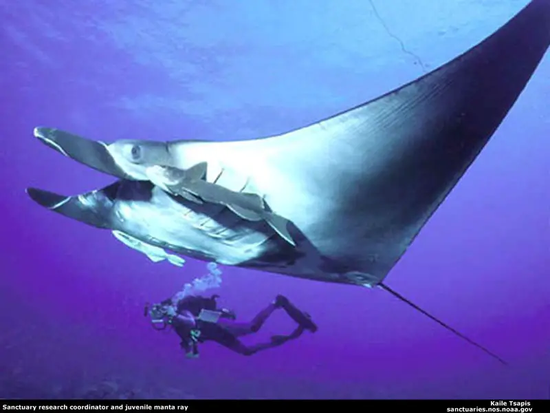 The collossal Manta Rays have been a subject to superstition for centuries