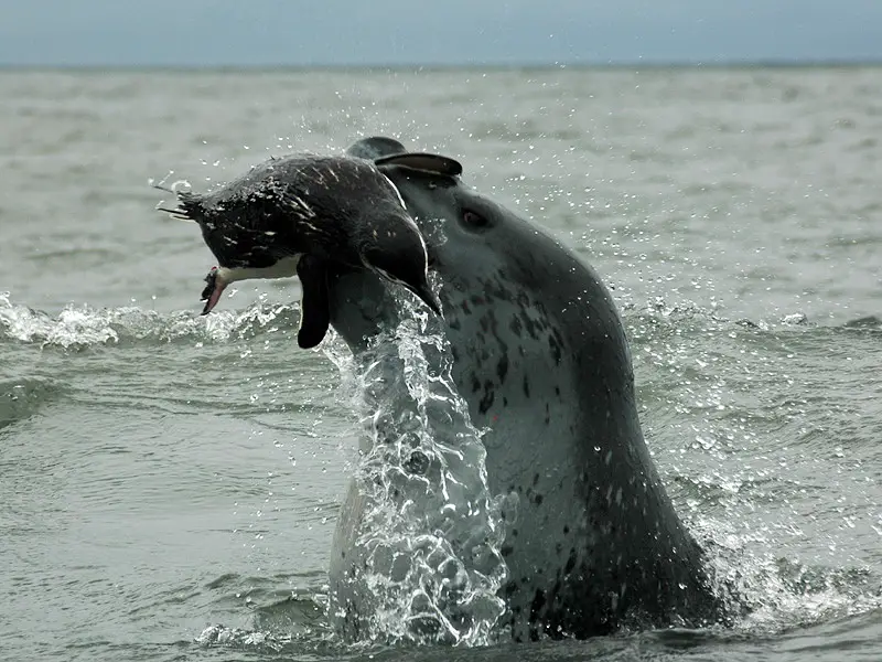 Leopard Seals feed mostly off seals, ruthlessly tearing them into small pieces