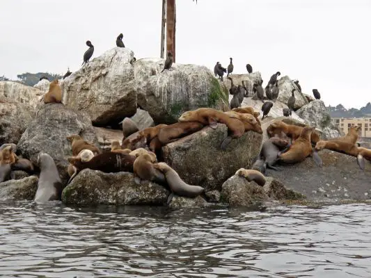 California Sea Lions can live in colonies of up to even multiple thousand individuals
