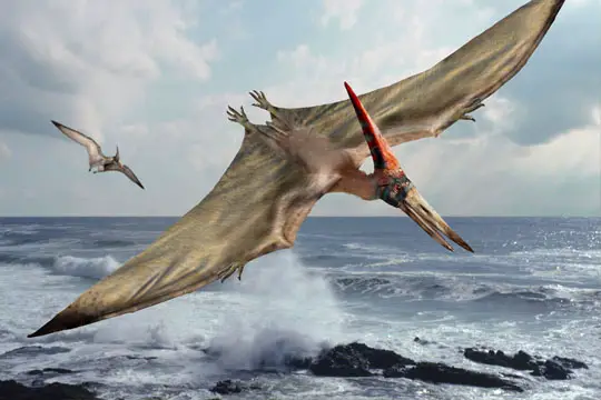 An image showing Pteranodon feeding