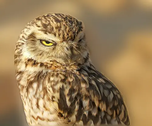 The burrowing owl can be found in North and South America