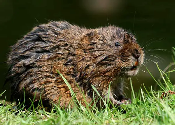Although known also as "water rats", the Water Voles don't hold a close similarity to rats
