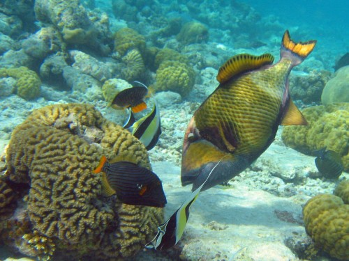 Titan Triggerfish is the 2nd largest triggerfish in the world