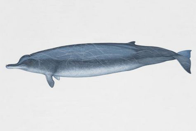 Drawing of an Arnoux's Beaked Whale