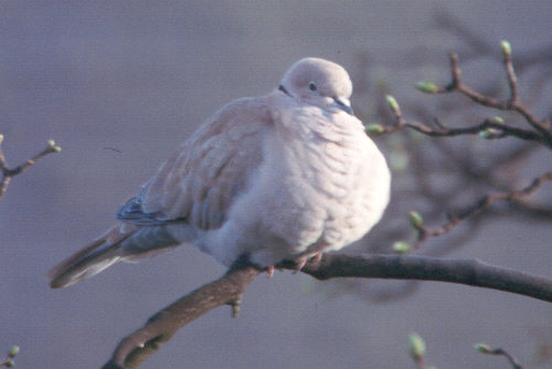 Collared Doves usually feed until their gizzard is full, and then slowly digest it while resting on a branch