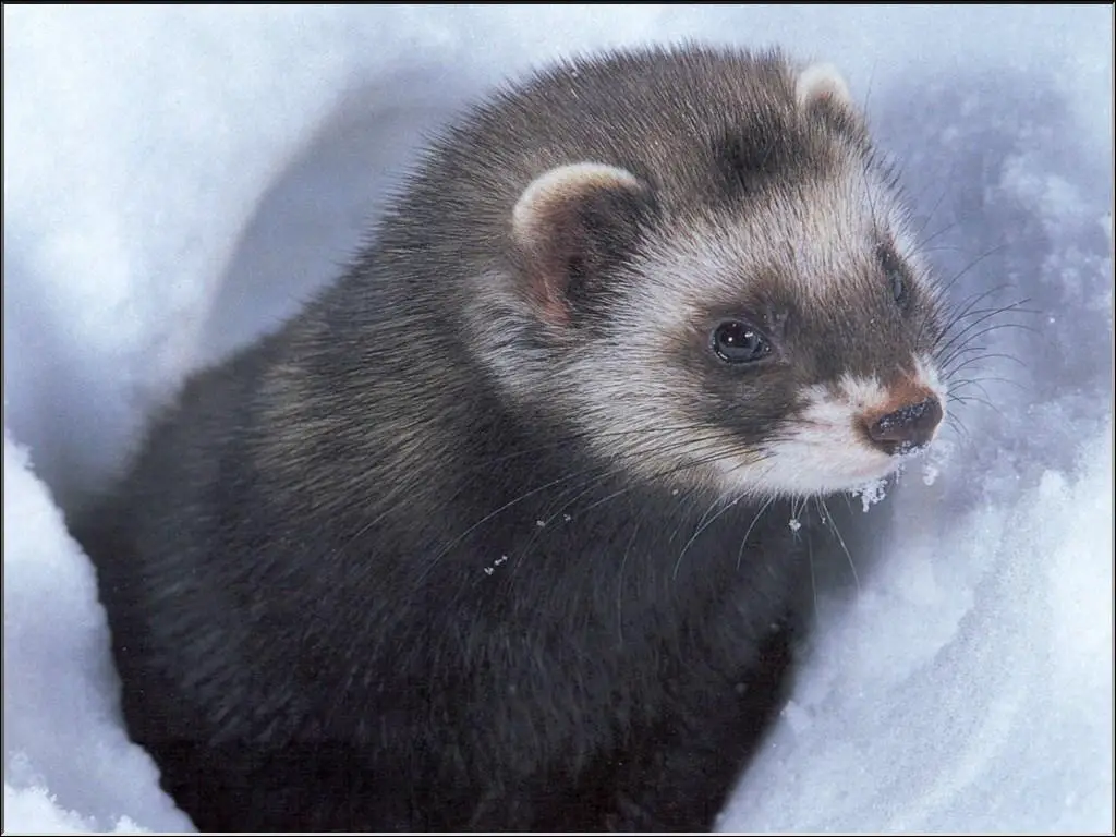 The white spots on the Polecat's face resemble a mask