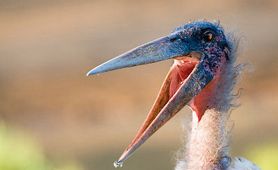 Like most carrion eaters, Marabou Starks have bald heads