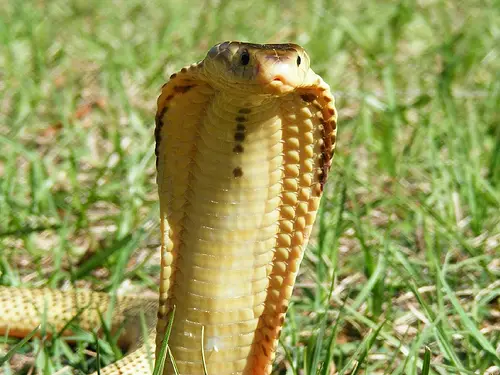 Spitting Cobra may look innocent but is deadly