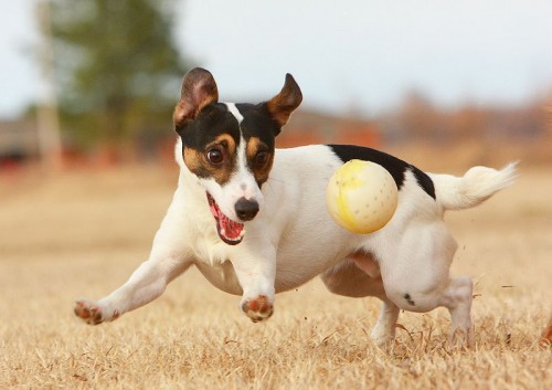 Jack Russell terriers are playful dogs
