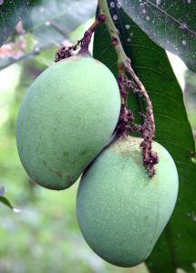 The mango is native to South Asia