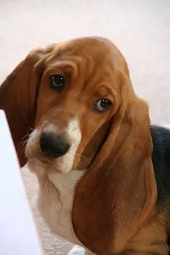 Basset hounds are known for their droopy ears and soulful eyes
