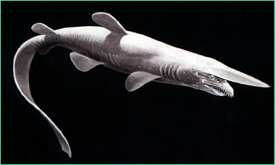 The goblin shark is a deep sea shark