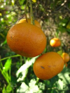 Tangerines growing on a tree
