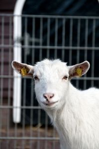 A white goat
