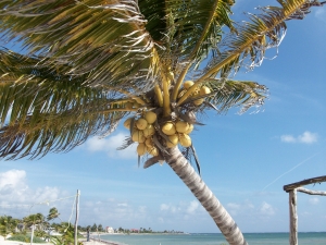 A coconut tree in Costa Maya
